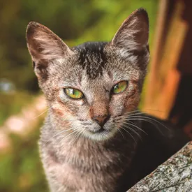 Умеют ли кошки улыбаться? О, да! Они делают это по-своему, но повторить это легко Умеют ли кошки улыбаться? О, да! Они делают это по-своему, но повторить это легко