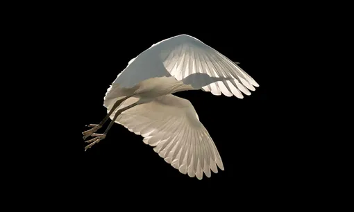 Категория «Птицы в полете», первое место: малая белая цапля, фотограф — Сиенна Андерсон, Великобритания

