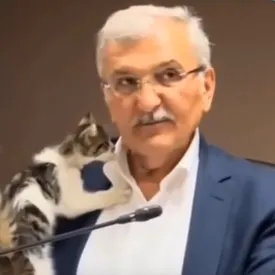 Котенок забрался на турецкого политика во время совещания. В сеть попало видео
