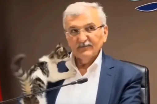 Котенок забрался на турецкого политика во время совещания. В сеть попало видео