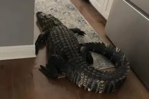 Жительница Флориды услышала стук в дверь своего дома. Подходя ко входу, она обнаружила 2,5-метрового аллигатора