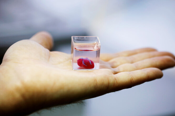 Ученые из Израиля напечатали первое в истории человеческое сердце на 3D-принтере