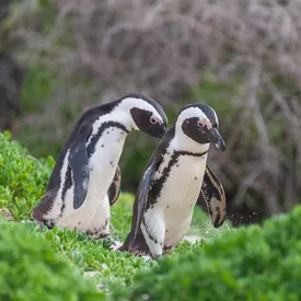 Более 60 тысяч африканских пингвинов погибли от голода. Это 95% особей двух крупнейших гнездовых колоний