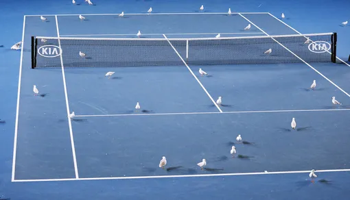 Птицы на одном из кортов Открытого чемпионата Австралии по теннису, 17 января 2019