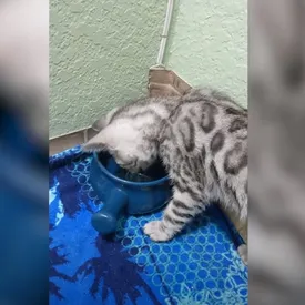 Котенок намочил свою лапку. Он решил, что во всем виновата миска с водой, и отругал ее как следует