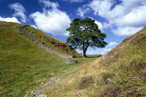 В Британии вандалы срубили 300-летнее «дерево Робин Гуда»
