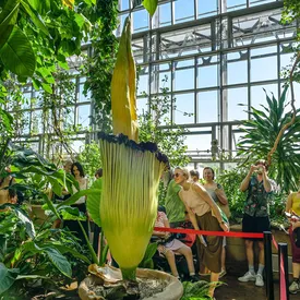 В Германии из ботанического сада украли самый вонючий цветок в мире В Германии из ботанического сада украли самый вонючий цветок в мире