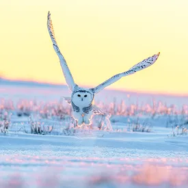 Жители Мурманской области смогут получить до 51 тысячи рублей за рекомендацию переехать в Заполярье