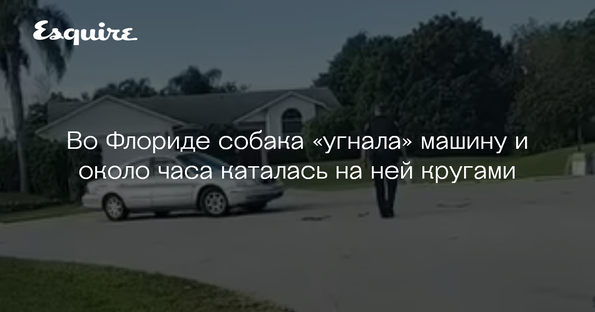 Собака угнала машину