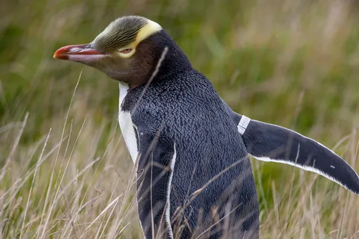 В Новой Зеландии выбрали птицу года. Звание получил великолепный пингвин