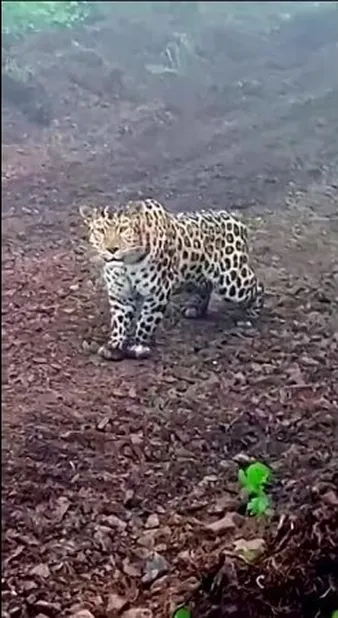 Смотреть