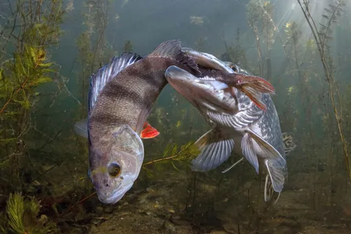 Wildlife third place: Viktor Vrbovský, Czech RepublicA pike tries to eat a large perch. «How did this end? I don’t know. The situation didn’t change much in an hour,’ Vrbovsky said. ‘I had to emerge because I was running out of air.’Photograph: Viktor Vrbovský/TNC photo contest 2021