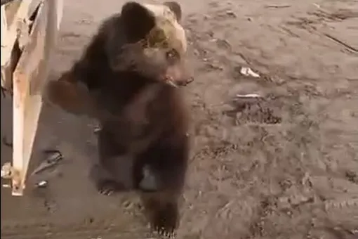 Сахалинские лесники спасли двух медвежат-сирот, искавших еду у автотрассы