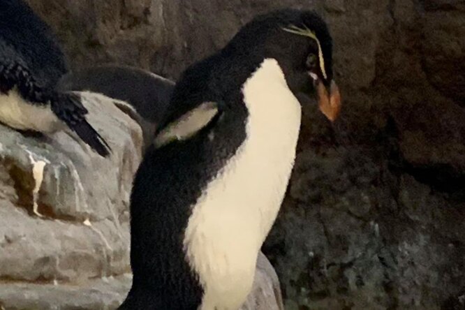 В зоопарке Сент-Луиса пожилому пингвину с артритом изготовили ботинки. В них он не испытывает боль и даже может плавать