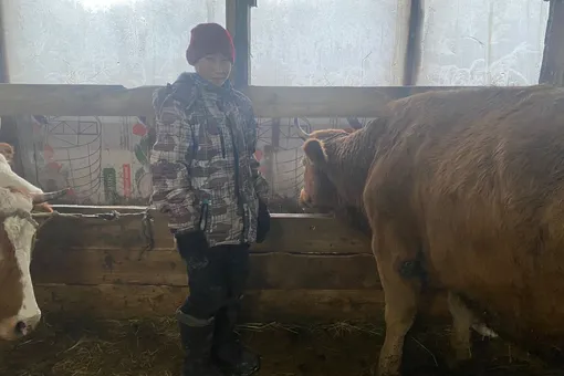 Мальчику из Якутии подарили корову, о которой он попросил Путина во время прямой линии