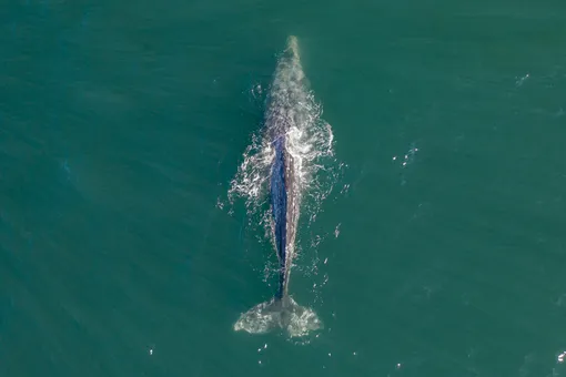 В Атлантическом океане впервые за 200 лет увидели серого кита