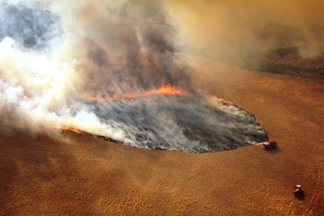 Пожары в Австралии: власти накормили пострадавших животных, сбросив с воздуха тысячи килограммов моркови и батата
