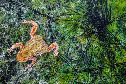 Второе место, категория «Другие животные»: спаривание жаб в объективе итальянского фотографа Георга Кантиолера.