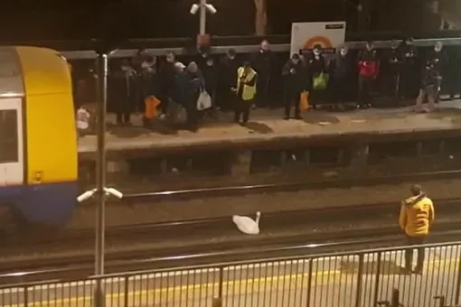 В Лондоне лебедь более чем на час остановил работу части лондонского метро. Он не хотел уходить с рельсов