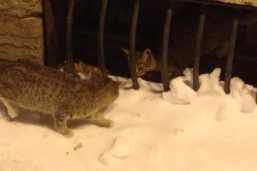 В Петербурге спасли котят, которые оказались запертыми в подвале Мариинского театра. Там они укрывались от холода