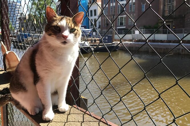 Почти морские котики: в Амстердаме обнаружили необычную достопримечательность — плавучий кошачий приют