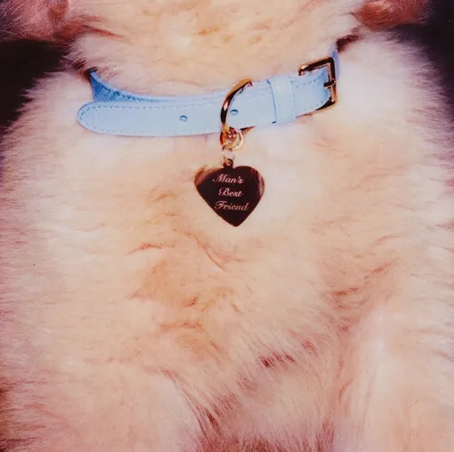 Альтернативная обложка Man’s Best Friend Альтернативная обложка Man’s Best Friend