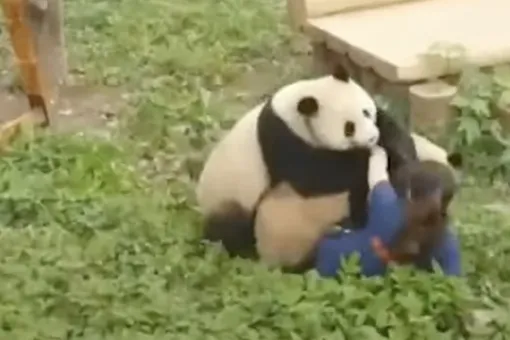 В Китае две панды напали на сотрудницу зоопарка, которая принесла им еду