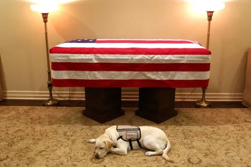 Фото: служебная собака Джорджа Буша-старшего провожает хозяина в последний путь
