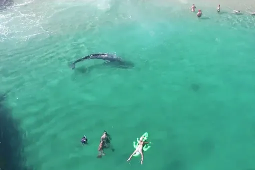 Огромный кит приплыл на пляж в Калифорнии