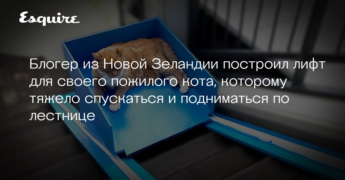 Блогер построил лифт для своего кота, которому тяжело спускаться по ...