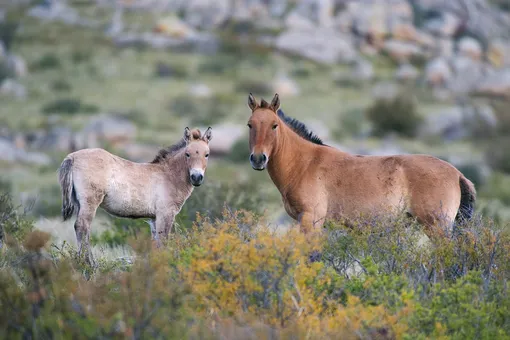 В России признали «вероятно исчезнувшими» в дикой природе лошадь Пржевальского и еще 10 видов животных