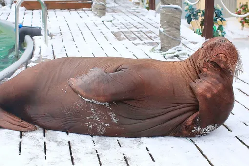 Восьмилетний морж Потап, купленный Московским зоопарком за 20 млн рублей, умер через неделю после переезда в столицу