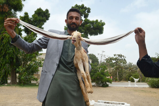 В Пакистане родилась козочка с необычайно длинными ушами. Симба может попасть в Книгу рекордов Гиннесса