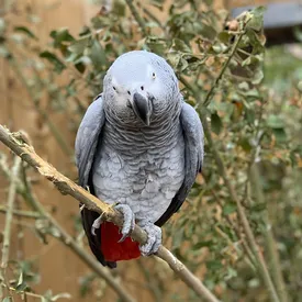 В британском зоопарке расселили пятерых попугаев, которые научили друг друга материться и ругались на посетителей В британском зоопарке расселили пятерых попугаев, которые научили друг друга материться и ругались на посетителей