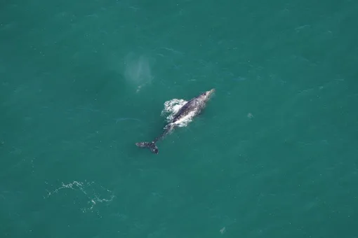 Серый кит, которого увидели 1 марта 2024 года