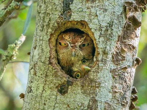 Tight FitAn eastern screech owlet tries to look out of the nest it shares with its mum, in a park in Florida, USPhotograph: Mark Schocken/info@comedywildlifephoto.com