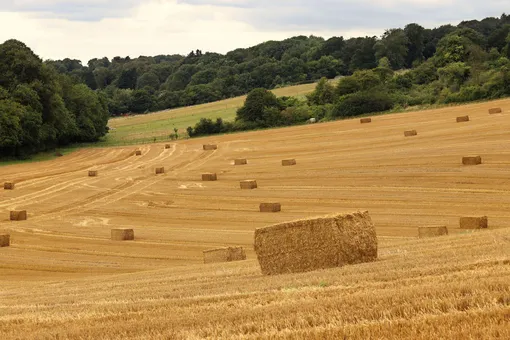В Великобритании будут выращивать пшеницу, снижающую риск возникновения рака