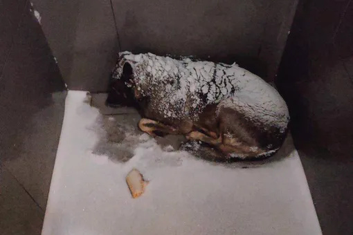 Курьер «Додо Пиццы» укрыл пледом бездомную собаку в мороз. Его уволили, и компании объявили бойкот Курьер «Додо Пиццы» укрыл пледом бездомную собаку в мороз. Его уволили, и компании объявили бойкот