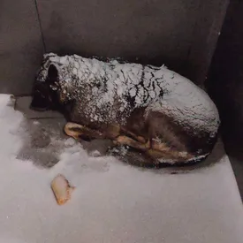 Курьер «Додо Пиццы» укрыл пледом бездомную собаку в мороз. Его уволили, и компании объявили бойкот