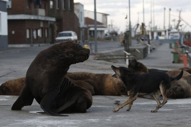 Ситуация: по опустевшим улицам города в Аргентине гуляют морские львы