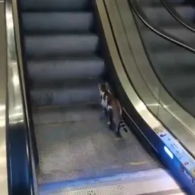 В сети завирусился упрямый кот, застрявший на эскалаторе В сети завирусился упрямый кот, застрявший на эскалаторе