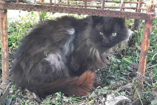 На Сахалине бездомный кот несколько лет подряд сам приходит на обследование в ветклинику