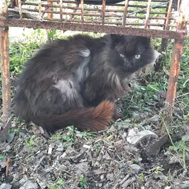 На Сахалине бездомный кот несколько лет подряд сам приходит на обследование в ветклинику