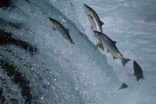 На Аляске стало так жарко, что лосось погибает от жары во время нереста