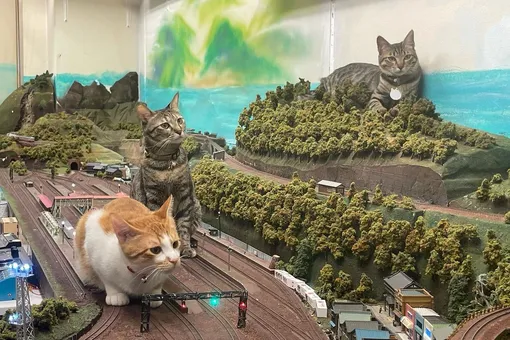 Как японские бездомные коты спасли ресторан от закрытия: история о доброте, обаятельной кошачьей семье и миниатюрной железной дороге