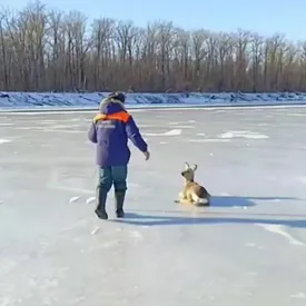В Саратовской области сотрудники МЧС спасли косулю. Она застряла посреди Волги