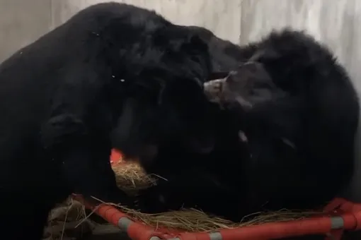 Во Вьетнаме воссоединились медведи Базз и Армстронг. Они 20 лет провели в соседних клетках на ферме по добыче желчи и не могли контактировать