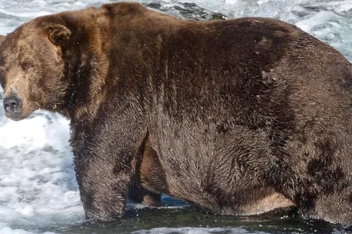 На Аляске выбрали победителя конкурса на звание самого толстого медведя