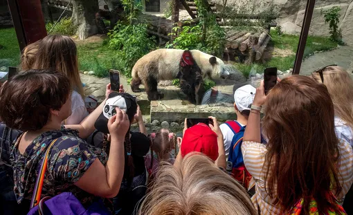 — Visitors take pictures of a giant panda at the Moscow Zoo in Moscow on June 16, 2020 after it reopened as the Russian capital continues to loosen anti-coronavirus restrictions. (Photo by Yuri KADOBNOV / AFP)