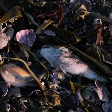 Экологическая катастрофа на Камчатке: что сейчас происходит на побережье